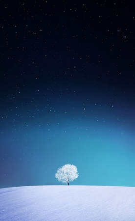 Apple tree, Winterの写真素材