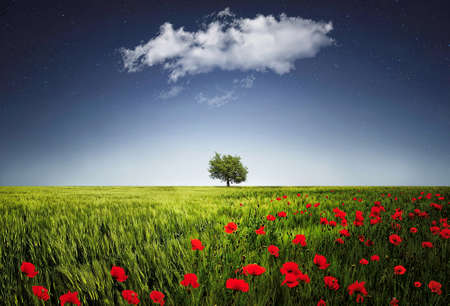 Lone tree a poppies fieldの写真素材