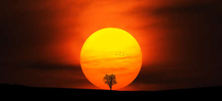 Tree at sunsetの写真素材