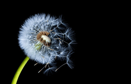 Silhouettes of dandelions on black backgroundの写真素材