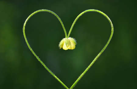Heart flowerの写真素材
