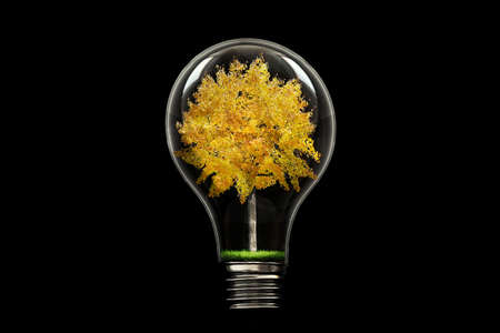 Tree in the lampの写真素材