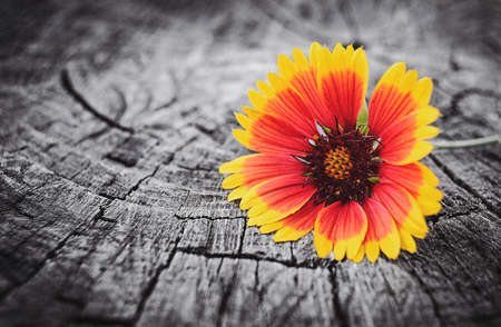 Flower. Woodの写真素材