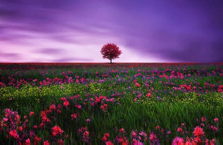 red treeの写真素材