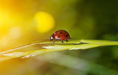 ladybugの写真素材