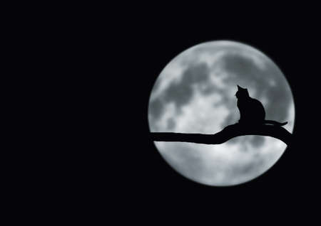 catの写真素材