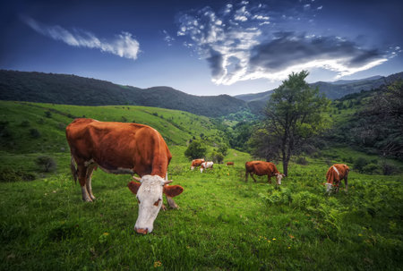 Cows
