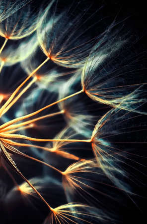 Gold dandelionの写真素材