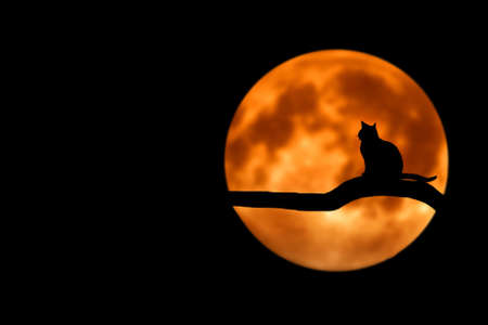 Cat, waitingの写真素材