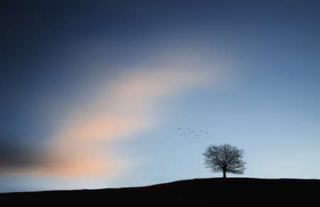 Tree sillhouettesの写真素材