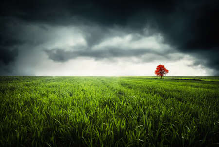 Orange treeの写真素材