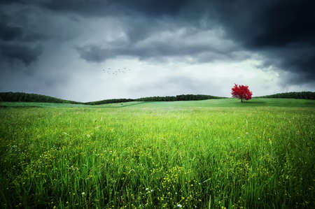 Red treeの写真素材