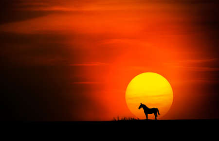 Horse at sunsetの写真素材