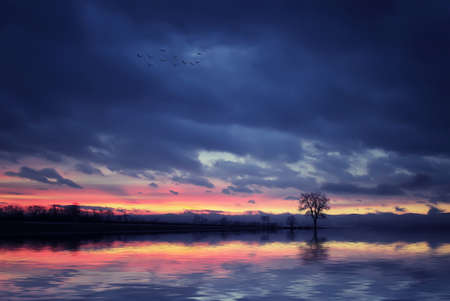 Treesの写真素材