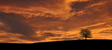 Tree at sunsetの写真素材