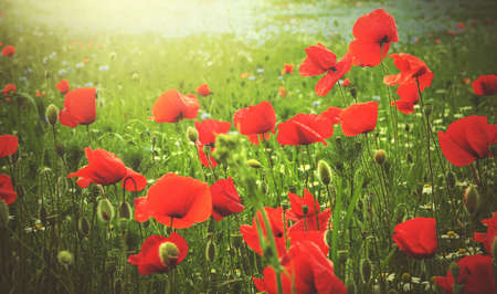 Poppiesの写真素材