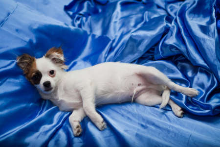 Puppy on the bedの写真素材