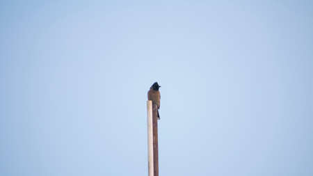 Bird sitting on a pipeの写真素材