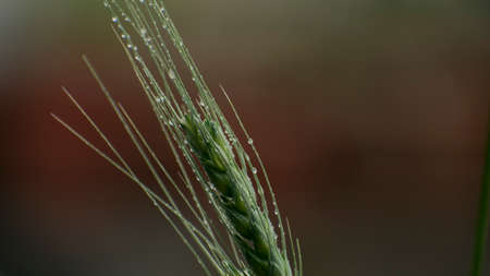 rain drop on wheat crop close up blur backgroundの写真素材