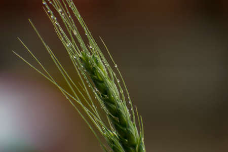 rain drops on wheat grassの写真素材