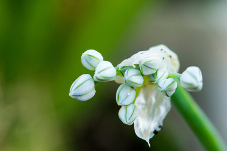 Onion flower closeup macroの写真素材