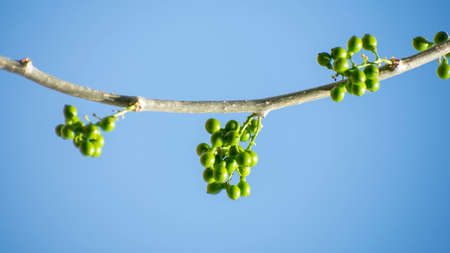 Giloy fruit for antiviral immunity booster medicineの写真素材