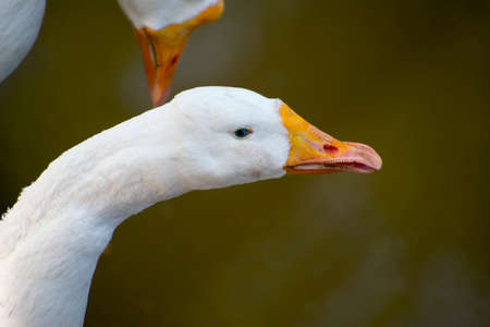 White Duck goose close upの写真素材