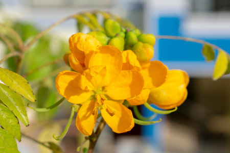 Close-up of yellow flower with green leaves on blurred background.