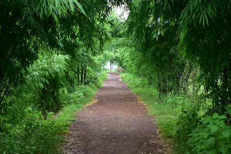 Pathway in the green forest with trees and grass. Nature background
