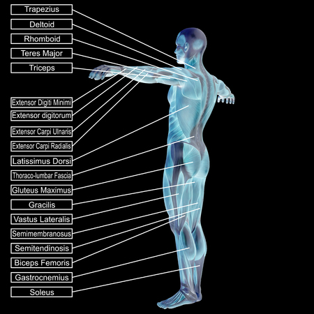 3D human male anatomy with muscles and text isolated on black backgroundの写真素材