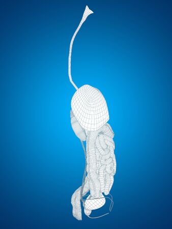Conceptual anatomical human or man 3D wireframe digestive system on blue backgroundの写真素材