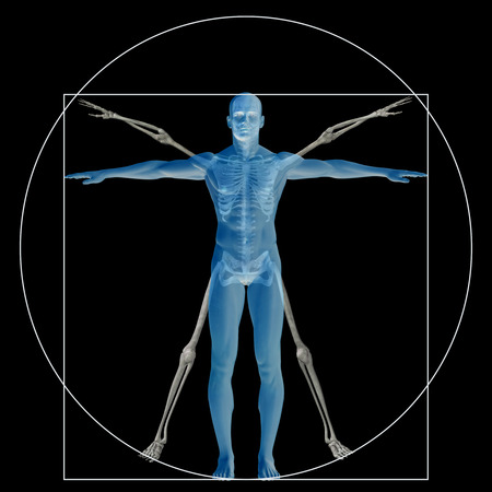 Vitruvian human or man as a concept or conceptual 3d proportion anatomy body isolated on backgroundの写真素材