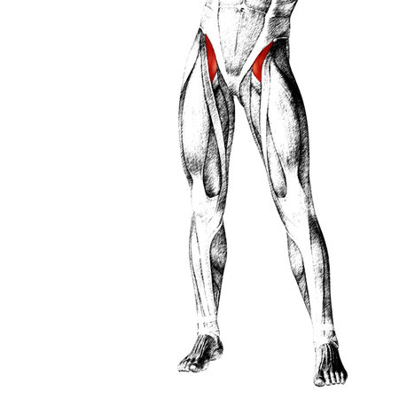 Conceptual 3D human front upper leg muscle anatomy isolated on white background