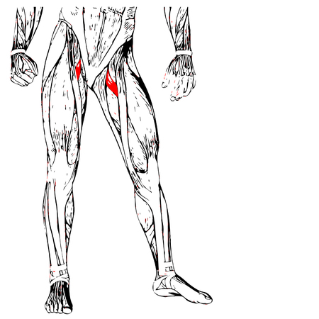 Concept or conceptual 3D human upper leg anatomy or anatomical and muscle isolated on whiteのイラスト素材