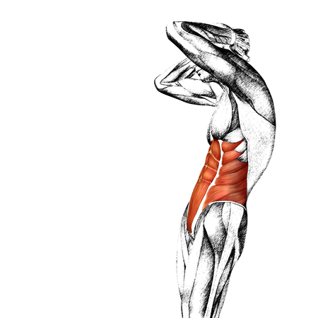 Conceptual 3D chest anatomy muscle isolated on white backgroundの写真素材