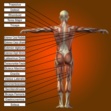 3D human male anatomy with muscles and text on red backgroundの写真素材