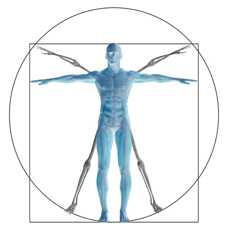 Vitruvian human or man as a concept or conceptual 3d proportion anatomy body isolated on backgroundの写真素材