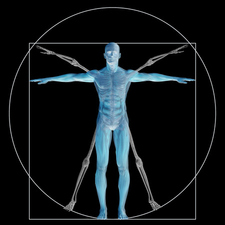 Vitruvian human or man as a concept or conceptual 3d proportion anatomy body isolated on backgroundの写真素材