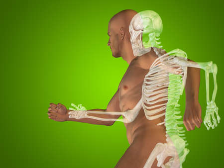 Conceptual Anatomy human body on green backgroundの写真素材