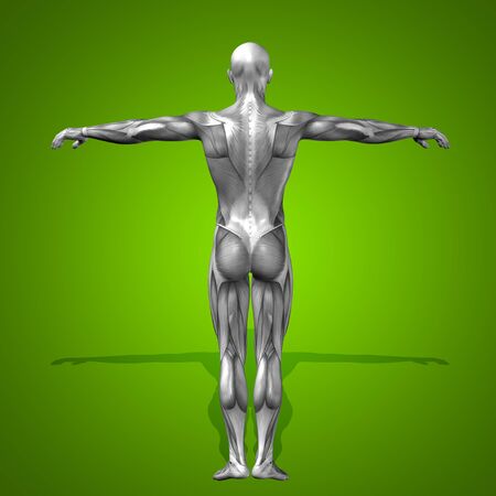 Conceptual 3D human man health anatomy on green backgroundの写真素材