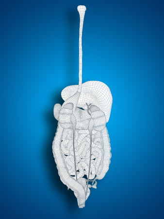 Conceptual anatomical human or woman 3D wireframe digestive system on blue backgroundの写真素材