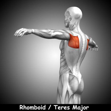 Conceptual 3D back anatomy muscle and text on gray backgroundの写真素材