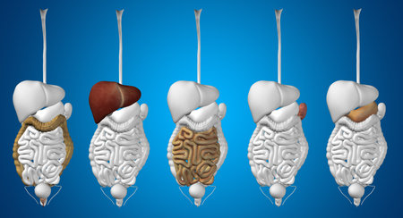 Conceptual anatomical human or man 3D digestive system on blue background