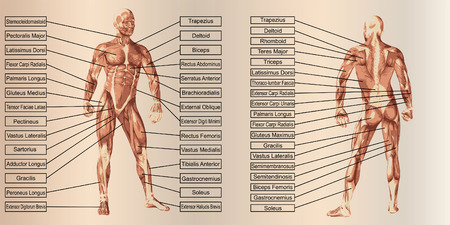 Vector 3D man muscle anatomy with text on beige vintage backgroundのイラスト素材