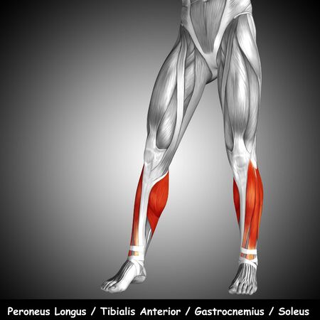 Conceptual 3D human front lower leg muscle anatomy and text on gray backgroundの写真素材