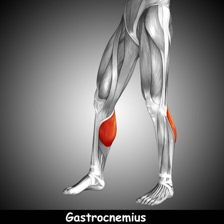 Conceptual 3D human front lower leg muscle anatomy and text on gray backgroundの写真素材