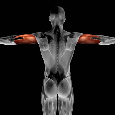 Conceptual 3D triceps anatomy muscle isolated on black backgroundの写真素材