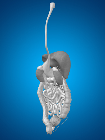 Conceptual anatomical human or man 3D digestive system on blue backgroundの写真素材