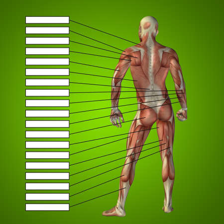 3D illustration of a concept human man anatomy and muscle for sport and textbox on green background for body, tendon, spine, fit, builder, strong, biological, skinless, shape, posture, health medicalの写真素材