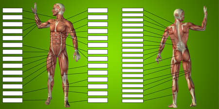 3D illustration of a concept human man anatomy and muscle textbox isolated on green background metaphor to body, tendon, spine, fit, builder, strong, biological, skinless, shape posture health medicalの写真素材
